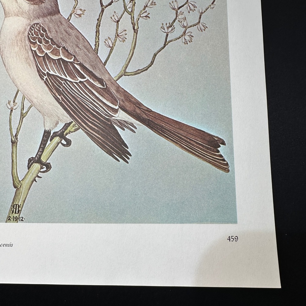 1968 Rex Brasher Gray KingBird Vintage Original Book Plate Wall Art Decor - Picture 4 of 5